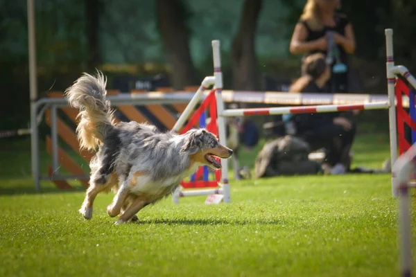 Köpek engellerin üzerinden atlıyor. Czech çeviklik yarışmasında harika bir gün..
