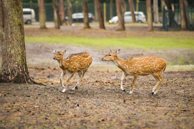 Ormanda birlikte yürüyen iki benekli geyik ağaçlar ve yumuşak doğal arka planla birlikte. Sakin atmosferi olan zarif bir vahşi yaşam sahnesi..