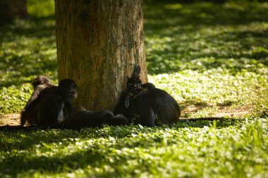 Hayvanat bahçesindeki bir ağacın gölgesinde dinlenen bir grup siyah örümcek maymun. Doğal ortamda sosyal primatlar.