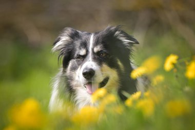 Sarı çiçeklerle dolu bir çayırda yatan bir Border Collie 'nin yakın plan portresi. Baharda sakin ve zeki bir köpek dışarıda dinleniyor..
