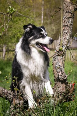 Siyah ve beyaz Border Collie yeşil bahçedeki bir ağaç dalında ön pençeleriyle duruyordu. Baharda, doğal arka plan ve taze yapraklara sahip enerjik bir çoban köpeği..