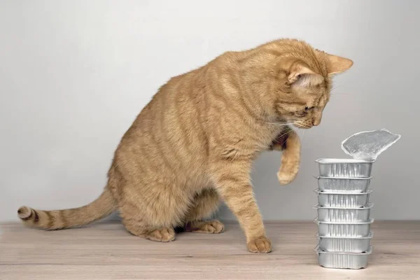 Cute tabby cat stealing food out of food bowls on the table.