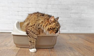 Çöp kutusundan çıkan sevimli uzun saçlı kedi. Kopyalama alanı olan panramik resim.