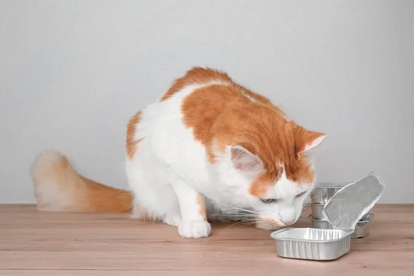 Lindo Gato Tabby Robando Comida Latas Apiladas Comida Húmeda Para — Foto de Stock