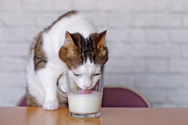 Törstig Tabby Katt Dricka Mjölk Från Mugg Bordet — Stockfoto