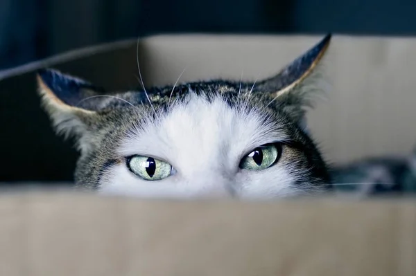 Primer Plano Gato Tabby Una Caja Cartón Mirando Curioso Cámara —  Fotos de Stock