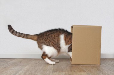 Meraklı tekir kedi kafasını karton bir kutuya sıkıştırmış. Kopyalama alanı olan yan görünüm.