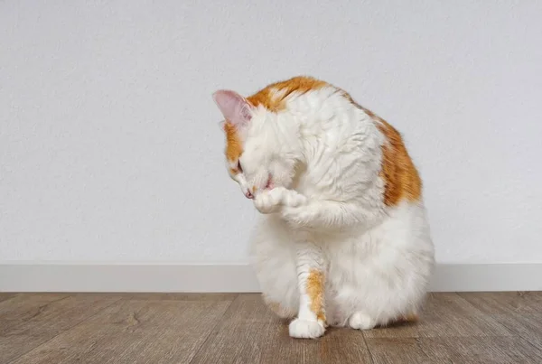 Niedliche Gestromte Katze Sitzt Auf Dem Boden Und Wäscht Sich — Stockfoto