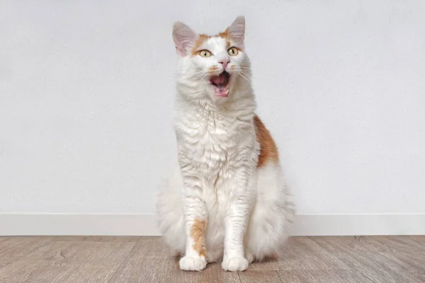 Cute Tabby Cat Sitting Floor Grimacing Mouth Open — Stock Photo, Image