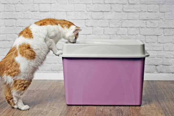 Niedliche Gestromte Katze Schaut Neugierig Eine Top Wurfbox — Stockfoto