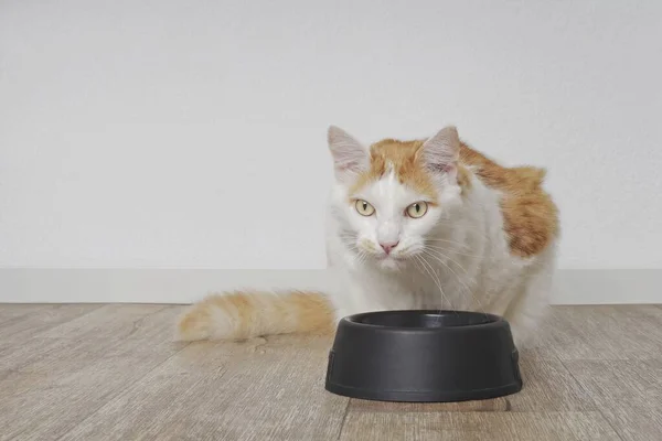 Cute longhair cat sitting beside a food bowl.