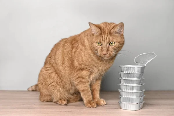 Funny Ginger Cat Sitting Next Food Bowls Table — Stock Photo, Image