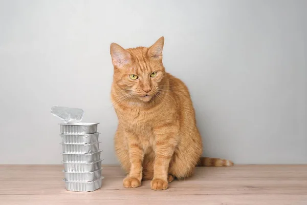 Lindo Gato Rojo Sentado Junto Los Tazones Comida Mesa Esperando — Foto de Stock