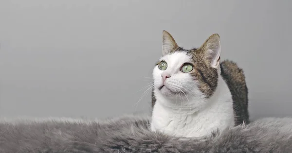 Pelzige Gestromte Katze Legt Sich Auf Die Decke Und Schaut — Stockfoto