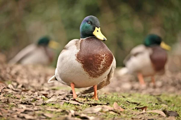 Mallard Male Ducks Pond Anas Platyrhynchos — Stock Photo, Image