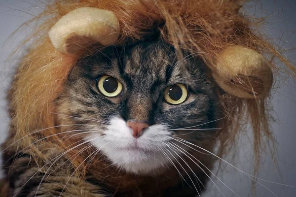 Close up portrait of a maine coon cat in lion costume looking directly at camera.