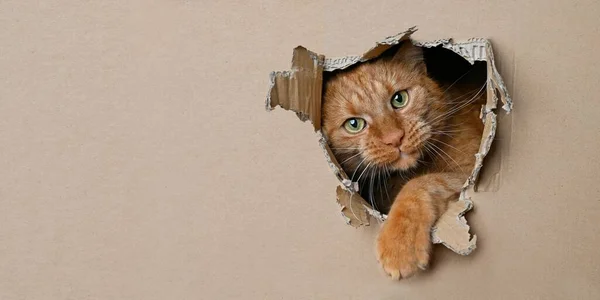 Funny Ginger Cat Sitting Cardboard Box Looking Curious Hole Panoramic — Stock Photo, Image