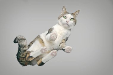 Aşağıdaki sevimli tekir kedi kameraya bakıyor. Gri arkaplan ile yatay resim.