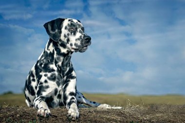 Dalmaçyalı köpek mavi gökyüzüne karşı çayırda oturuyor..