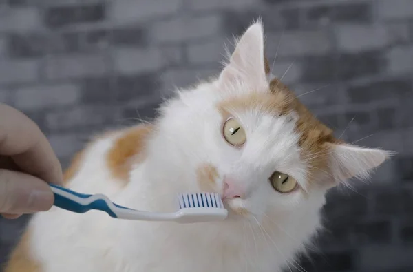 Aranyos Longhair Macska Egyre Fogat Mosott Gazdája — Stock Fotó