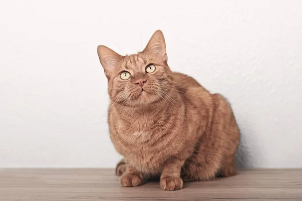 Χαριτωμένη Κοκκινομάλλα Γάτα Κάθεται Στο Πάτωμα Και Κοιτάζει Περίεργα — Φωτογραφία Αρχείου
