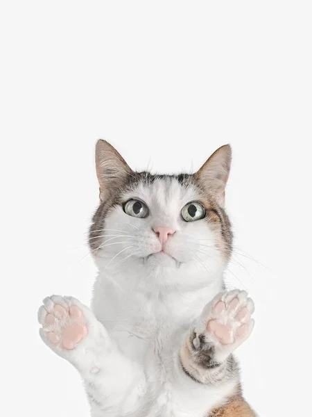 Cute Tabby Cat Looking Camera Bottom View Copy Space — Stock Photo, Image