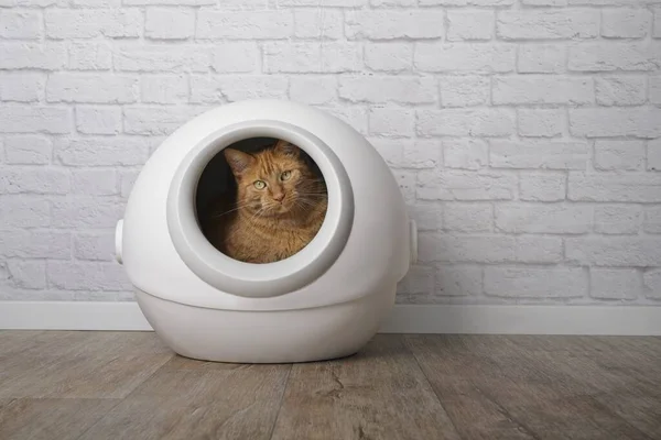 Zencefilli Kedi Kendi Kendini Temizleyen Bir Kutuda Oturup Kameraya Bakıyor — Stok fotoğraf