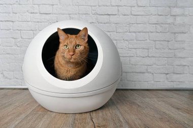 Şirin kırmızı kedi kendi kendini temizleyen bir kutuda oturuyor ve başka tarafa bakıyor..