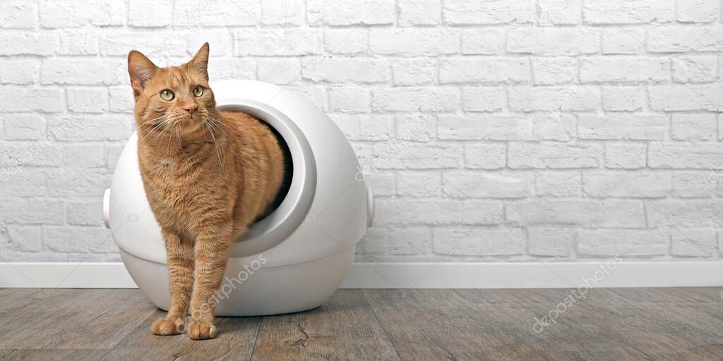 Ginger cat going out of a self-cleaning Litter box. Panramic image with copy space.