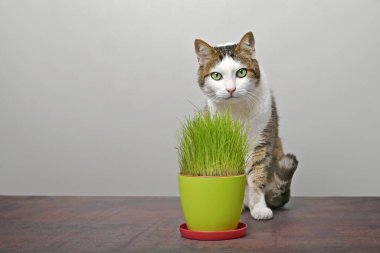 Kedi otunun yanında oturup kameraya bakan sevimli tekir kedi..