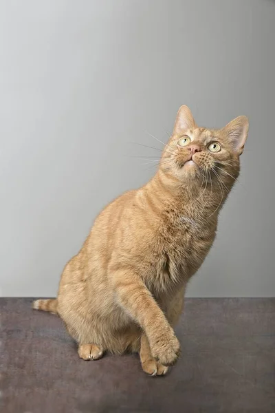 Vtipná Zrzavá Kočka Zvědavě Vzhlédne Svislý Obrázek Mezerou Pro Kopírování — Stock fotografie