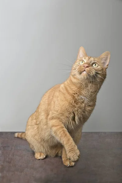 Gato Gengibre Engraçado Olha Para Cima Curiosamente Imagem Vertical Com — Fotografia de Stock