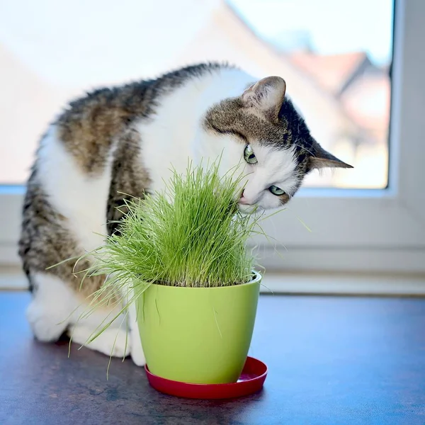 Portrait of a tabby cat eating green cat grass in a pot. Square image with selective focus.