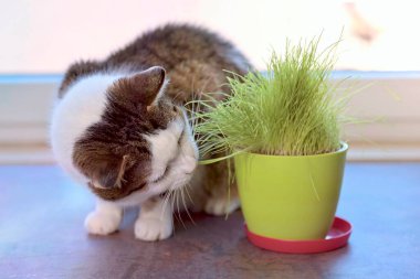Tencerede yeşil kedi otu yiyen sevimli tekir kedi. Seçici odaklı yatay resim.