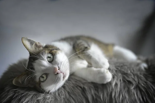 Bonito Gato Tabby Deitado Velo Olhando Para Câmera — Fotografia de Stock