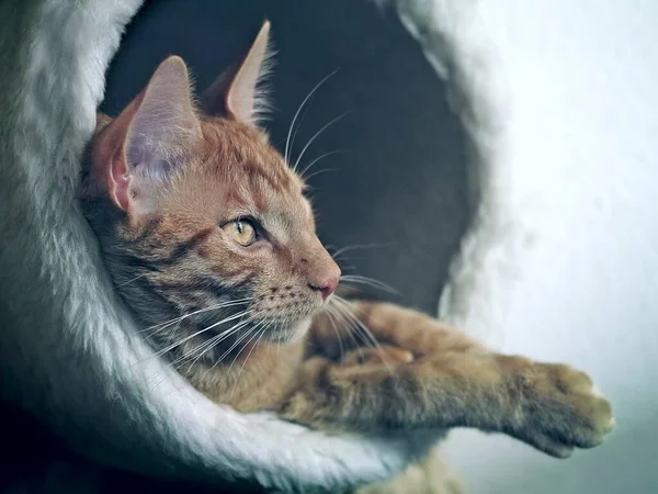 Cerca Retrato Cabeza Gato Pelirrojo Mirando Hacia Otro Lado —  Fotos de Stock