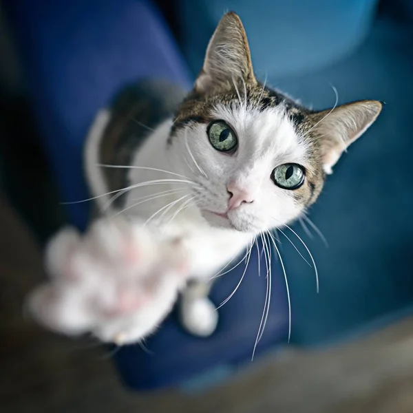 Lindo Gato Tabby Mirando Curioso Hasta Cámara Vista Ángulo Alto —  Fotos de Stock