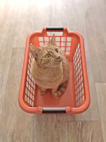 Cute Ginger Cat Sitting Red Laundry Basket High Angle View —  Fotos de Stock