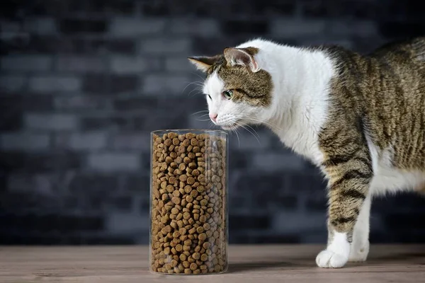 Tabby Gato Olhando Curioso Para Secar Comida Gato Frasco Armazenamento — Fotografia de Stock
