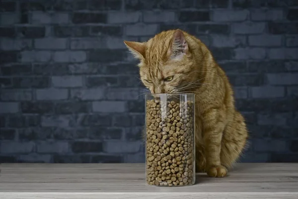 Gato Rojo Robando Comida Seca Para Gatos Tarro Almacenamiento Imagen — Foto de Stock