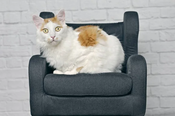 长毛猫坐在扶手椅上 好奇地看着相机 — 图库照片