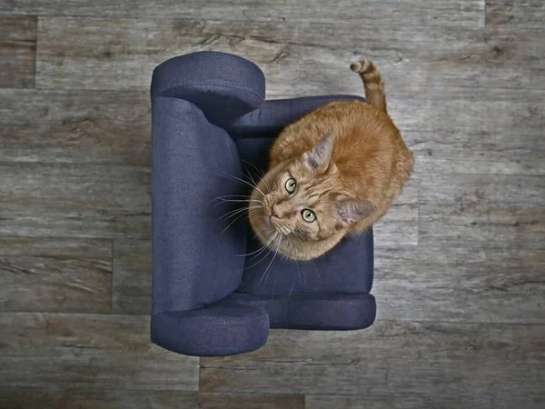 Милий Імбирний Кіт Сидить Кріслі Виглядає Цікаво Камери Вид Високим — стокове фото