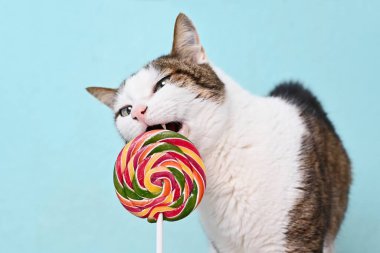 Tekir kedi yeşil arka planda renkli bir lolipop yiyor. Kopyalama alanı olan yatay resim.