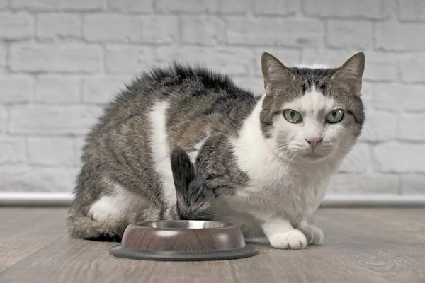 Lindo Gato Tabby Lado Emty Tazón Comida Mirando Directamente Cámara — Foto de Stock