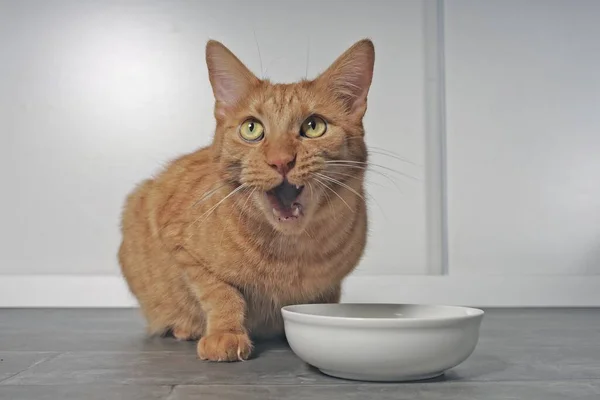 Gracioso Gato Rojo Lado Plato Comida Para Mascotas Esperando Comida — Foto de Stock