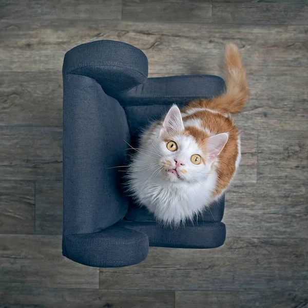 Забавна Кішка Сидить Кріслі Виглядає Цікаво Камери Вид Високим Кутом — стокове фото