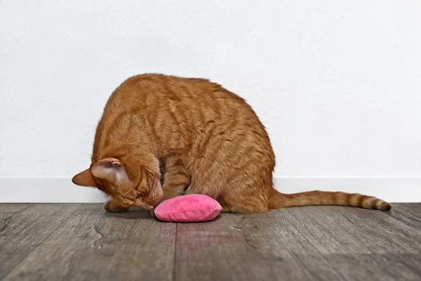 Carino Zenzero Gatto Giocare Con Rosa Gatto Giocattolo — Foto Stock