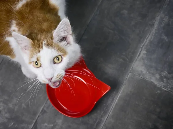 Divertido Gato Tabby Lado Emty Plato Alimentación Mirando Cámara Gritando — Foto de Stock