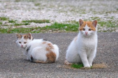 Portrait of two stray Kitten abandoned in the street. Horizontal image with selective focus.