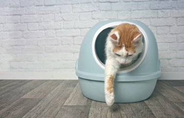 Şirin Minibüs kedisi kendini temizleyen çöp kutusundan çıkıyor. Kopya alanı olan panoramik resim..